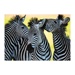 Puzzle - Tři zebry (500 dílků)