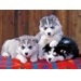 Puzzle XXL - Husky (200 dílků)