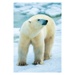 Puzzle - Lední medvěd a tučňáci (2 x 77 dílků)