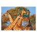 Puzzle - Sloni a žirafy (2 x 77 dílků)