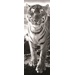 Puzzle Panoramic - Tygr (1000 dílků)