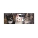 Puzzle Panoramic - Tři koťátka (150 dílků)