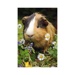 Puzzle Mini - Zvířátka: Morče (54 dílků)