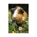 Puzzle - Králíček a morče (2 x 48 dílků)