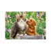 Puzzle - Pejsek a kočička na zahradě (2x48 dílků)